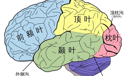 焦虑症病人为何容易发脾气-焦虑症病人都烦亲人吗、焦虑症病人家属该怎么做 -焦虑症病人适合的工作网